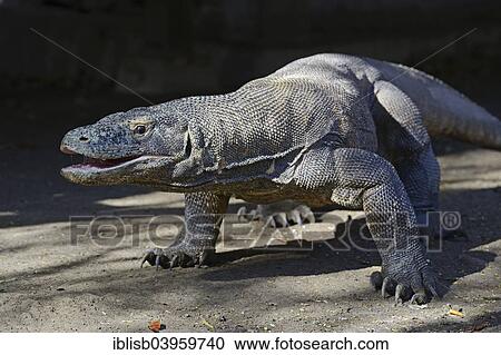 "Komodo Dragon (Varanus komodoensis), Rinca Island, Komodo National Park, Indonesia, Asia" View Large Photo Image Stock Image - "Komodo Dragon (Varanus komodoensis), Rinca Island, Komodo National Park, Indonesia, Asia". Fotosearch
