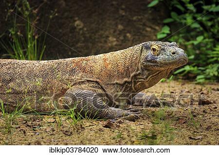 "Komodo dragon (Varanus komodoensis), captive, Singapore, Asia" View Large Photo Image Stock Image - "Komodo dragon (Varanus komodoensis), captive, Singapore, Asia". Fotosearch