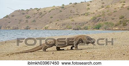 "Komodo Dragon (Varanus komodoensis), Rinca Island, Komodo National Park, Indonesia, Asia" View Large Photo Image Stock Image - "Komodo Dragon (Varanus komodoensis), Rinca Island, Komodo National Park, Indonesia, Asia". Fotosearch