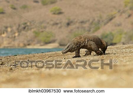 Stock Image - "Komodo Dragon (Varanus komodoensis), Rinca Island, Komodo National Park, Indonesia, Asia". Fotosearch