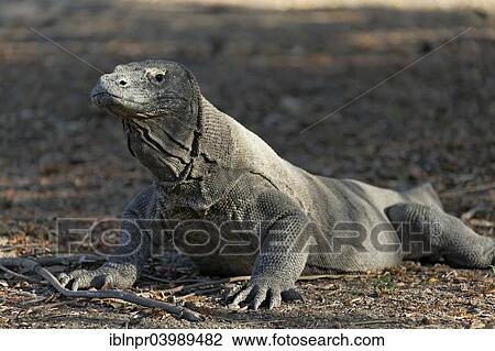 Stock Image - "Komodo dragon (Varanus komodoensis), Komodo National Park, Unesco World Heritage Site, Komodo Island, Lesser Sunda Islands, Indonesia, Asia". Fotosearch
