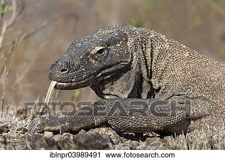 Stock Image - "Komodo Dragon (Varanus komodoensis) darting its tongue, Komodo National Park, Unesco World Heritage Site, Komodo Island, Lesser Sunda Islands, Indonesia, Asia". Fotosearch