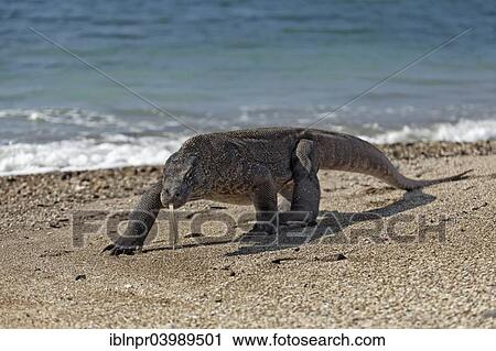 Stock Image - "Komodo Dragon (Varanus komodoensis) running on the beach, Komodo National Park, Unesco World Heritage Site, Komodo Island, Lesser Sunda Islands, Indonesia, Asia". Fotosearch