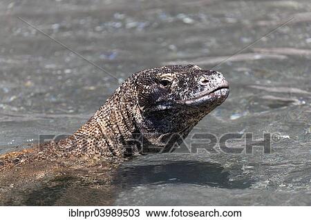"Komodo Dragon (Varanus komodoensis) swimming in the sea, Komodo National Park, Unesco World Heritage Site, Komodo Island, Lesser Sunda Islands, Indonesia, Asia" View Large Photo Image Stock Image - "Komodo Dragon (Varanus komodoensis) swimming in the sea, Komodo National Park, Unesco World Heritage Site, Komodo Island, Lesser Sunda Islands, Indonesia, Asia". Fotosearch