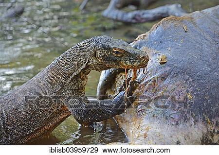 "Komodo Dragon (Varanus komodoensis) feeding on the carcass of a buffalo that died in the mangrove area, Rinca Island, Komodo National Park, Indonesia, Asia" View Large Photo Image Stock Photo - "Komodo Dragon (Varanus komodoensis) feeding on the carcass of a buffalo that died in the mangrove area, Rinca Island, Komodo National Park, Indonesia, Asia". Fotosearch