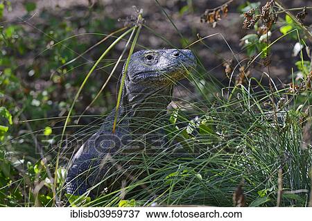 "Komodo Dragon (Varanus komodoensis), camouflaged by grass, Rinca Island, Komodo National Park, Indonesia, Asia" View Large Photo Image Stock Photo - "Komodo Dragon (Varanus komodoensis), camouflaged by grass, Rinca Island, Komodo National Park, Indonesia, Asia". Fotosearch