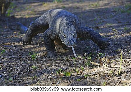 "Komodo Dragon (Varanus komodoensis), Rinca Island, Komodo National Park, Indonesia, Asia" View Large Photo Image Stock Photo - "Komodo Dragon (Varanus komodoensis), Rinca Island, Komodo National Park, Indonesia, Asia". Fotosearch