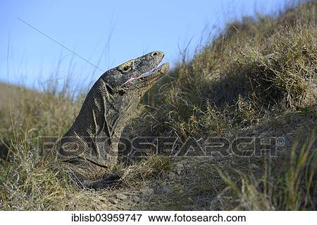 "Komodo Dragon (Varanus komodoensis), Rinca Island, Komodo National Park, Indonesia, Asia" View Large Photo Image Stock Photo - "Komodo Dragon (Varanus komodoensis), Rinca Island, Komodo National Park, Indonesia, Asia". Fotosearch