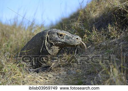 "Komodo Dragon (Varanus komodoensis), Rinca Island, Komodo National Park, Indonesia, Asia" View Large Photo Image Stock Photo - "Komodo Dragon (Varanus komodoensis), Rinca Island, Komodo National Park, Indonesia, Asia". Fotosearch