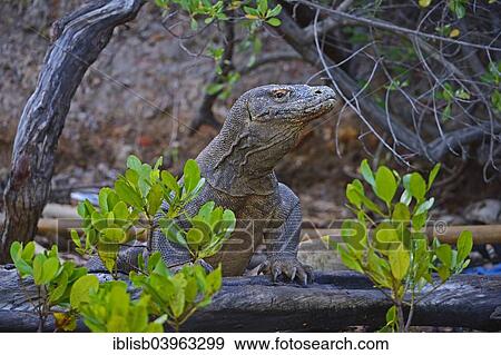 "Komodo Dragon (Varanus komodoensis) Komodo National Park, UNESCO World Heritage Site, Indonesia, Asia" View Large Photo Image Stock Photo - "Komodo Dragon (Varanus komodoensis) Komodo National Park, UNESCO World Heritage Site, Indonesia, Asia". Fotosearch