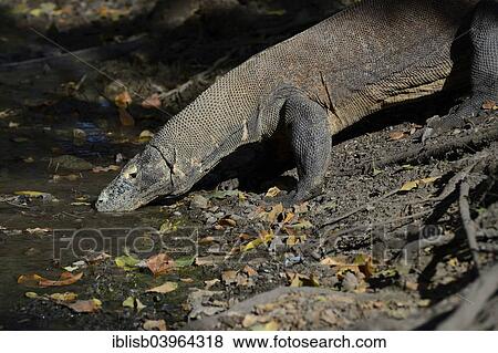 "Komodo Dragon (Varanus komodoensis), drinking from a stream, Rinca Island, Komodo National Park, UNESCO World Heritage Site, Indonesia, Asia" View Large Photo Image Stock Photo - "Komodo Dragon (Varanus komodoensis), drinking from a stream, Rinca Island, Komodo National Park, UNESCO World Heritage Site, Indonesia, Asia". Fotosearch