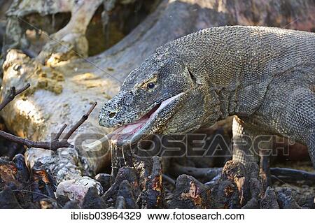 "Komodo Dragon (Varanus komodoensis), Komodo National Park, UNESCO World Heritage Site, Indonesia, Asia" View Large Photo Image Stock Photo - "Komodo Dragon (Varanus komodoensis), Komodo National Park, UNESCO World Heritage Site, Indonesia, Asia". Fotosearch
