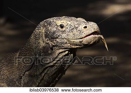 "Komodo dragon (Varanus komodoensis), Rinca, Komodo National Park, Lesser Sunda Islands, Indonesia, Asia" View Large Photo Image Stock Photo - "Komodo dragon (Varanus komodoensis), Rinca, Komodo National Park, Lesser Sunda Islands, Indonesia, Asia". Fotosearch