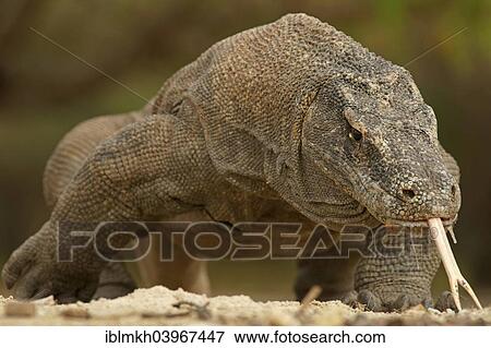 "Komodo Dragon (Varanus komodoensis), Rinca Island, Komodo National Park, Indonesia, Asia" View Large Photo Image Stock Photo - "Komodo Dragon (Varanus komodoensis), Rinca Island, Komodo National Park, Indonesia, Asia". Fotosearch