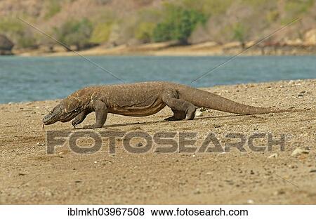 "Komodo Dragon (Varanus komodoensis), Rinca Island, Komodo National Park, Indonesia, Asia" View Large Photo Image Stock Photo - "Komodo Dragon (Varanus komodoensis), Rinca Island, Komodo National Park, Indonesia, Asia". Fotosearch