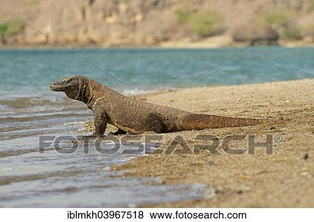 "Komodo Dragon (Varanus komodoensis), Rinca Island, Komodo National Park, Indonesia, Asia" View Large Photo Image Stock Photo - "Komodo Dragon (Varanus komodoensis), Rinca Island, Komodo National Park, Indonesia, Asia". Fotosearch