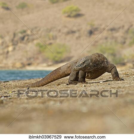 "Komodo Dragon (Varanus komodoensis), Rinca Island, Komodo National Park, Indonesia, Asia" View Large Photo Image Stock Photo - "Komodo Dragon (Varanus komodoensis), Rinca Island, Komodo National Park, Indonesia, Asia". Fotosearch