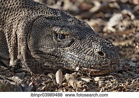 "Komodo Dragon (Varanus komodoensis), Komodo National Park, Unesco World Heritage Site, Komodo Island, Lesser Sunda Islands, Indonesia, Asia" View Large Photo Image Stock Photo - "Komodo Dragon (Varanus komodoensis), Komodo National Park, Unesco World Heritage Site, Komodo Island, Lesser Sunda Islands, Indonesia, Asia". Fotosearch