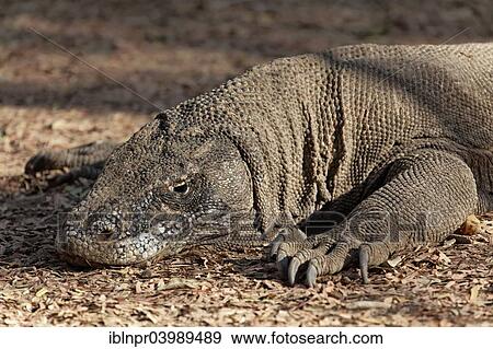 "Komodo Dragon (Varanus komodoensis), Komodo National Park, Unesco World Heritage Site, Komodo Island, Lesser Sunda Islands, Indonesia, Asia" View Large Photo Image Stock Photo - "Komodo Dragon (Varanus komodoensis), Komodo National Park, Unesco World Heritage Site, Komodo Island, Lesser Sunda Islands, Indonesia, Asia". Fotosearch