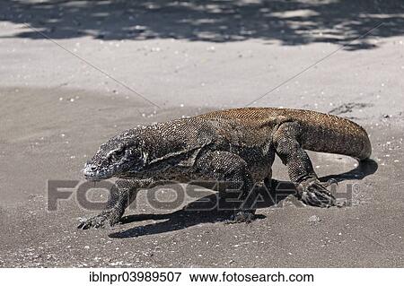 "Komodo Dragon (Varanus komodoensis) running on the beach, Komodo National Park, Unesco World Heritage Site, Komodo Island, Lesser Sunda Islands, Indonesia, Asia" View Large Photo Image Stock Photo - "Komodo Dragon (Varanus komodoensis) running on the beach, Komodo National Park, Unesco World Heritage Site, Komodo Island, Lesser Sunda Islands, Indonesia, Asia". Fotosearch