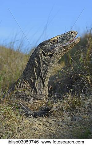 "Komodo Dragon (Varanus komodoensis), Rinca Island, Komodo National Park, Indonesia, Asia" View Large Photo Image Stock Photograph - "Komodo Dragon (Varanus komodoensis), Rinca Island, Komodo National Park, Indonesia, Asia". Fotosearch