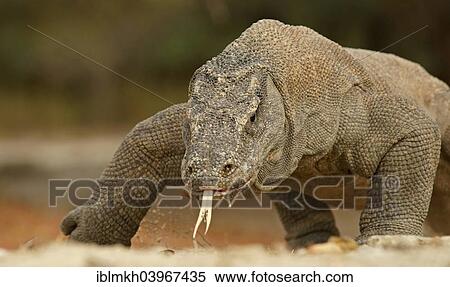 "Komodo Dragon (Varanus komodoensis), Rinca Island, Komodo National Park, Indonesia, Asia" View Large Photo Image Stock Photography - "Komodo Dragon (Varanus komodoensis), Rinca Island, Komodo National Park, Indonesia, Asia". Fotosearch