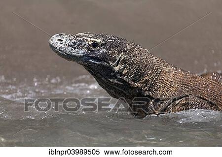 "Komodo Dragon (Varanus komodoensis), in the sea, Komodo National Park, Unesco World Heritage Site, Komodo Island, Lesser Sunda Islands, Indonesia, Asia" View Large Photo Image Stock Photography - "Komodo Dragon (Varanus komodoensis), in the sea, Komodo National Park, Unesco World Heritage Site, Komodo Island, Lesser Sunda Islands, Indonesia, Asia". Fotosearch