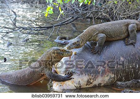 "Komodo Dragons (Varanus komodoensis) feeding on the carcass of a buffalo that died in the mangrove area, Rinca Island, Komodo National Park, Indonesia, Asia" View Large Photo Image Stock Image - "Komodo Dragons (Varanus komodoensis) feeding on the carcass of a buffalo that died in the mangrove area, Rinca Island, Komodo National Park, Indonesia, Asia". Fotosearch