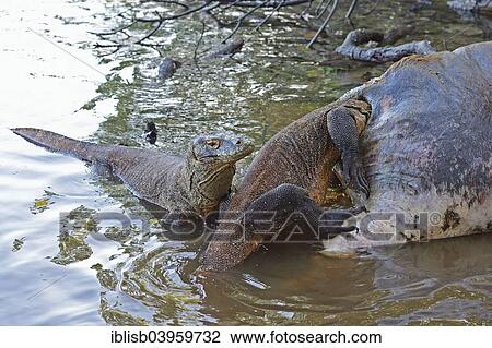 "Komodo Dragons (Varanus komodoensis) feeding on the carcass of a buffalo that died in the mangrove area, Rinca Island, Komodo National Park, Indonesia, Asia" View Large Photo Image Stock Image - "Komodo Dragons (Varanus komodoensis) feeding on the carcass of a buffalo that died in the mangrove area, Rinca Island, Komodo National Park, Indonesia, Asia". Fotosearch