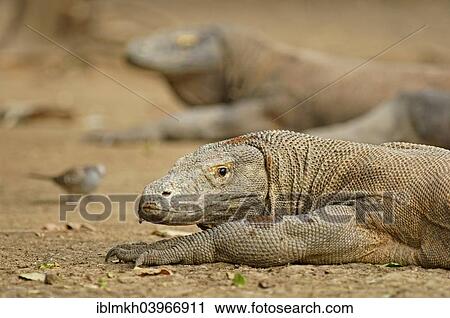Stock Image - "Komodo Dragons (Varanus komodoensis), Rinca Island, Komodo National Park, Indonesia, Asia". Fotosearch
