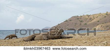 "Komodo Dragons (Varanus komodoensis), Rinca Island, Komodo National Park, Indonesia, Asia" View Large Photo Image Stock Image - "Komodo Dragons (Varanus komodoensis), Rinca Island, Komodo National Park, Indonesia, Asia". Fotosearch