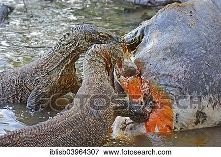 "Komodo Dragons (Varanus komodoensis) feeding on the carcass of a wild buffalo that died in the mangrove area, Rinca Island, Komodo National Park, UNESCO World Heritage Site, Indonesia, Asia" View Large Photo Image Stock Photo - "Komodo Dragons (Varanus komodoensis) feeding on the carcass of a wild buffalo that died in the mangrove area, Rinca Island, Komodo National Park, UNESCO World Heritage Site, Indonesia, Asia". Fotosearch