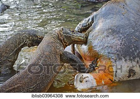 "Komodo Dragons (Varanus komodoensis) feeding on the carcass of a wild buffalo that died in the mangrove area, Rinca Island, Komodo National Park, UNESCO World Heritage Site, Indonesia, Asia" View Large Photo Image Stock Photo - "Komodo Dragons (Varanus komodoensis) feeding on the carcass of a wild buffalo that died in the mangrove area, Rinca Island, Komodo National Park, UNESCO World Heritage Site, Indonesia, Asia". Fotosearch