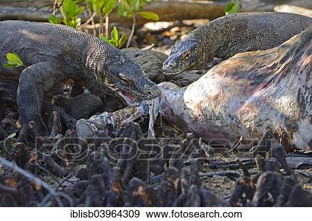 "Komodo Dragons (Varanus komodoensis) feeding on the carcass of a wild buffalo that died in the mangrove area, Rinca Island, Komodo National Park, UNESCO World Heritage Site, Indonesia, Asia" View Large Photo Image Stock Photo - "Komodo Dragons (Varanus komodoensis) feeding on the carcass of a wild buffalo that died in the mangrove area, Rinca Island, Komodo National Park, UNESCO World Heritage Site, Indonesia, Asia". Fotosearch
