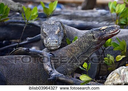 "Komodo Dragons (Varanus komodoensis) Komodo National Park, UNESCO World Heritage Site, Indonesia, Asia" View Large Photo Image Stock Photo - "Komodo Dragons (Varanus komodoensis) Komodo National Park, UNESCO World Heritage Site, Indonesia, Asia". Fotosearch