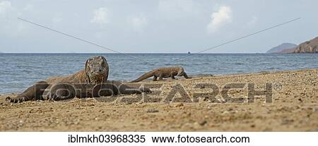 "Komodo Dragons (Varanus komodoensis), Rinca Island, Komodo National Park, Indonesia, Asia" View Large Photo Image Stock Photography - "Komodo Dragons (Varanus komodoensis), Rinca Island, Komodo National Park, Indonesia, Asia". Fotosearch