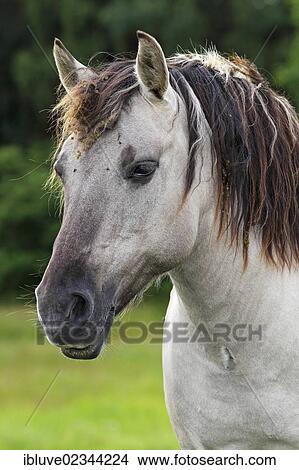 Picture - "Konik horse, breeding back of the Tarpan breed, portrait". Fotosearch