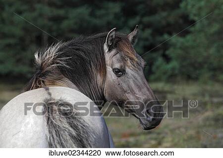 "Konik horse, breeding back of the Tarpan breed" View Large Photo Image Stock Image - "Konik horse, breeding back of the Tarpan breed". Fotosearch
