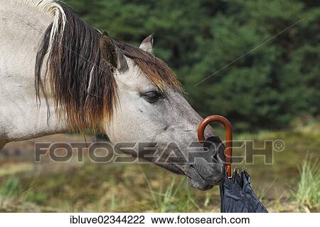 "Konik horse, breeding back of the Tarpan breed, sniffing an umbrella" View Large Photo Image Stock Image - "Konik horse, breeding back of the Tarpan breed, sniffing an umbrella". Fotosearch