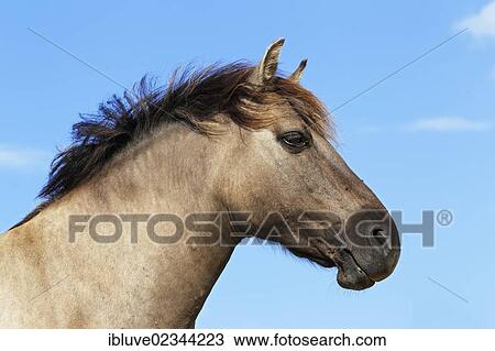 "Konik horse, breeding back of the Tarpan breed, portrait" View Large Photo Image Stock Image - "Konik horse, breeding back of the Tarpan breed, portrait". Fotosearch