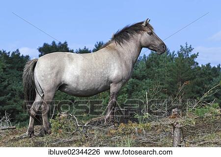 Stock Photograph - "Konik horse, breeding back of the Tarpan breed". Fotosearch