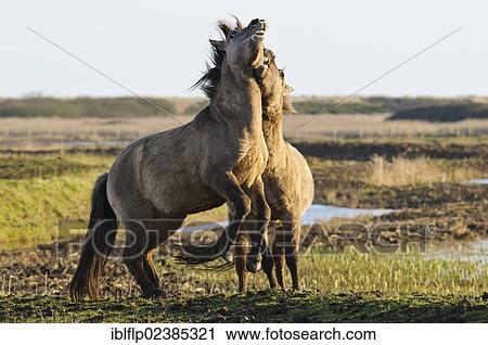 Stock Image - "Konik Horse (Equus caballus gemelli), two adults, fighting in coastal wetland, Minsmere RSPB Reserve, Suffolk, England, United Kingdom, Europe". Fotosearch