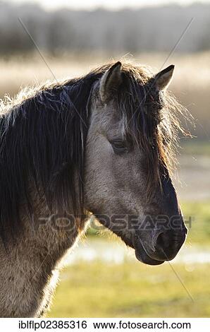 "Konik Horse (Equus caballus gemelli), adult, close-up of head, in coastal wetland, Minsmere RSPB Reserve, Suffolk, England, United Kingdom, Europe" View Large Photo Image Stock Photograph - "Konik Horse (Equus caballus gemelli), adult, close-up of head, in coastal wetland, Minsmere RSPB Reserve, Suffolk, England, United Kingdom, Europe". Fotosearch