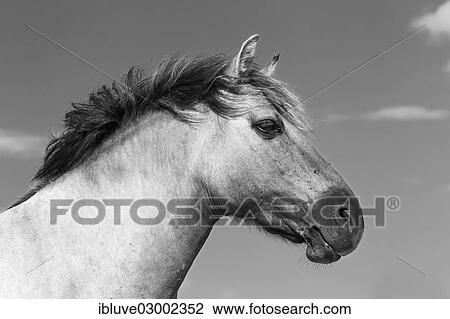 Stock Image - "Konik horse (Equus przewalskii f caballus), Tarpan or Przewalski's horse breeding back, portrait, Germany, Europe". Fotosearch
