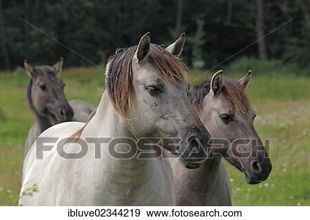 "Konik horses, breeding back of the Tarpan breed" View Large Photo Image Stock Photo - "Konik horses, breeding back of the Tarpan breed". Fotosearch