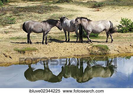 Stock Photography - "Konik horses, breeding back of the Tarpan breed, at a watering hole with their reflection in the water". Fotosearch