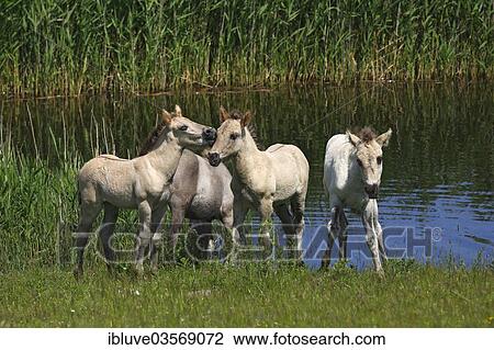 "Konik Horses (Equus przewalskii f. caballus), foals" View Large Photo Image Stock Image - "Konik Horses (Equus przewalskii f. caballus), foals". Fotosearch