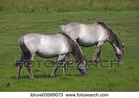 Konik Horses (Equus przewalskii f caballus) on a pasture View Large Photo Image Stock Image - Konik Horses (Equus przewalskii f caballus) on a pasture. Fotosearch