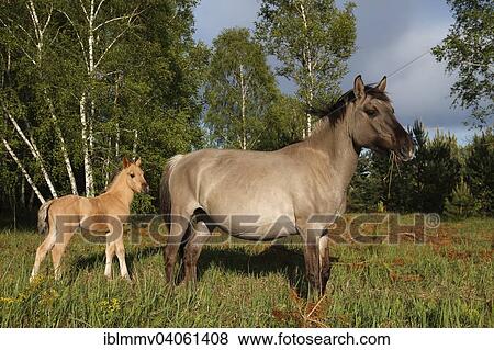 "Konik Horses, mare and foal, Oranienbaumer Heide, Oranienbaum Heath, Saxony-Anhalt, Germany, Europe" View Large Photo Image Stock Photo - "Konik Horses, mare and foal, Oranienbaumer Heide, Oranienbaum Heath, Saxony-Anhalt, Germany, Europe". Fotosearch