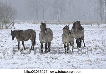 Stock Photo - "Konik horses or Konik wild horses, Tarpan breeding back, in the snow, Ilkerbruchwiesen, bei Wolfsburg, Lower Saxony, Germany, Europe". Fotosearch